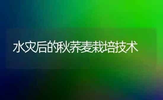 水灾后的秋荞麦栽培技术 | 粮油作物种植