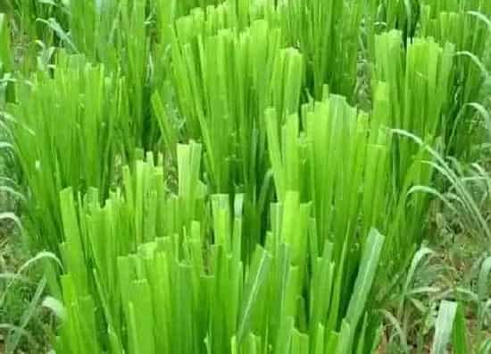 生长环境|多汁牧草生长条件和特性