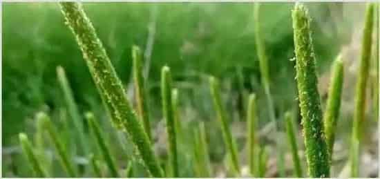 节节麦防治最佳时间（温度），用什么除草剂最好 | 种植施肥