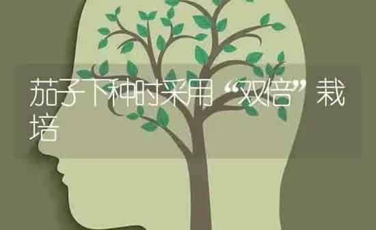茄子下种时采用“双倍”栽培 | 蔬菜种植