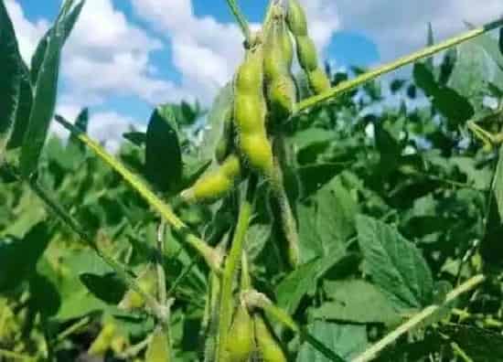 植物播种|秋黄豆什么时候播种合适