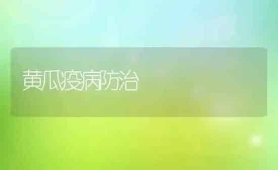 黄瓜疫病防治 | 蔬菜种植