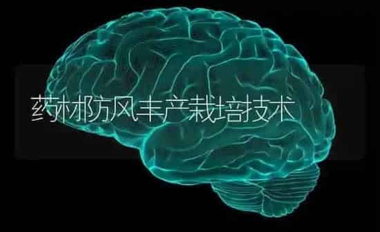 药材防风丰产栽培技术 | 药材种植