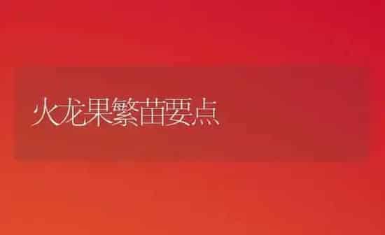 火龙果繁苗要点 | 瓜果种植