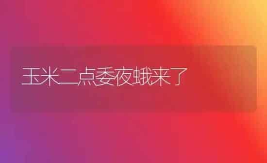 玉米二点委夜蛾来了 | 粮油作物种植