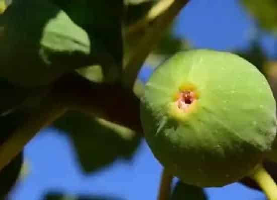 养殖方法|无花果怎么养才长得好