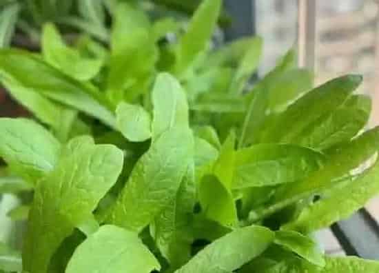 种植方法|莴笋种植时间和方法