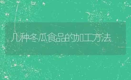 几种冬瓜食品的加工方法 | 蔬菜种植
