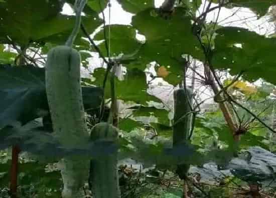 种植管理|自己种的丝瓜发苦怎么回事，自家种出来的丝瓜为什么会苦）