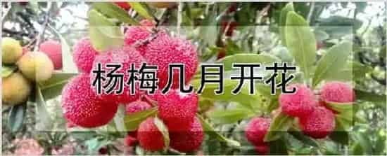 杨梅几月开花 | 耕种资料