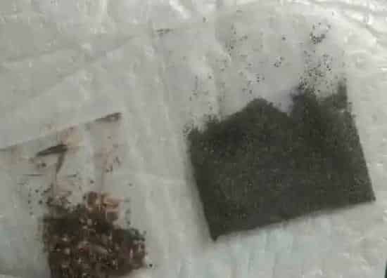 种子|虞美人的种子长什么样（图片）