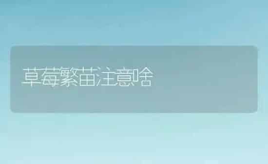 草莓繁苗注意啥 | 瓜果种植