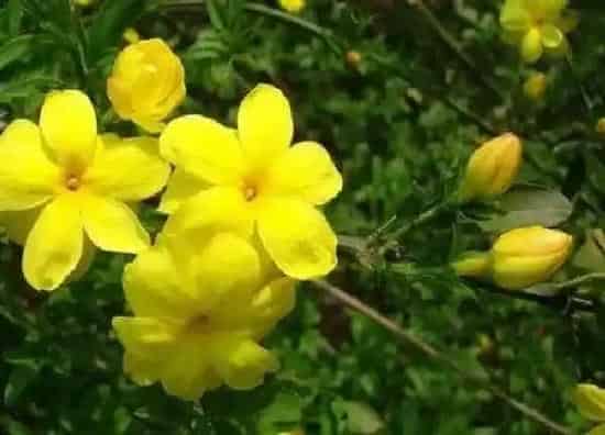 养殖科普|迎春花喜阳光吗