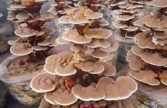 生长环境|灵芝生长在哪里 喜欢长在什么地方