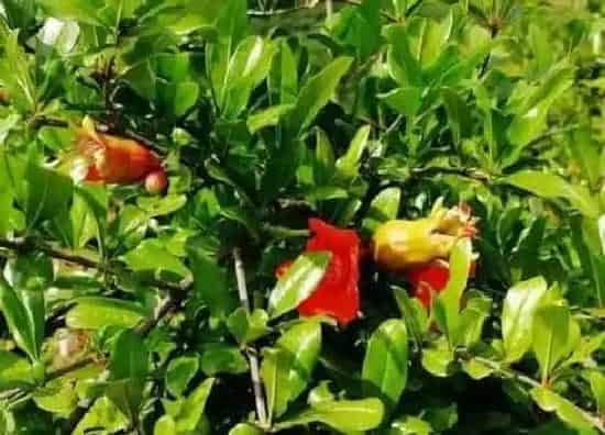 种植管理|石榴苗什么时候栽最好 几月份栽好成活