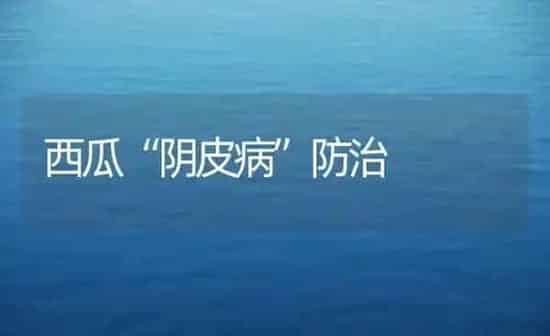 西瓜“阴皮病”防治 | 瓜果种植