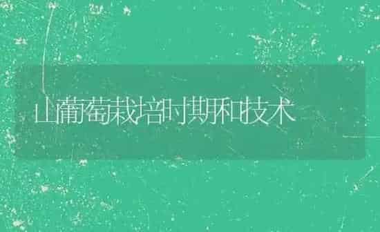 山葡萄栽培时期和技术 | 瓜果种植