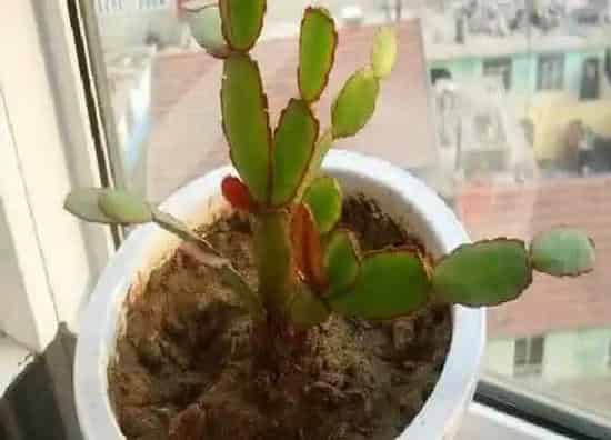 根部|蟹爪兰的根是什么样子的