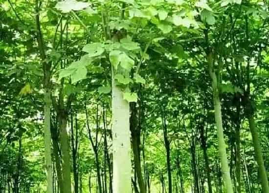 种植土壤|梧桐树皮可以做花土吗