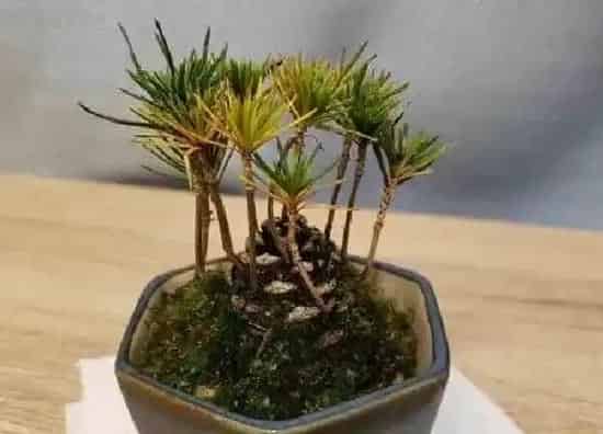 植物移栽|黑松什么时候移栽最好