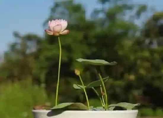 种植管理|碗莲几月份种植最好 种植季节是什么时候