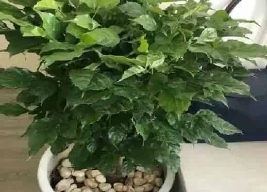 养殖科普|平安树喜水吗