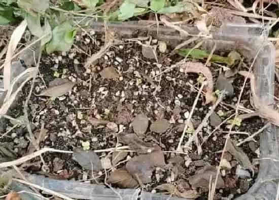种植管理|黄心菜几月份种植最好 什么时候种最合适