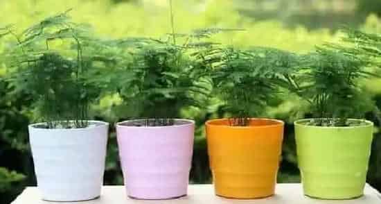 果实科普|文竹几月开花结果 什么时候开花结果