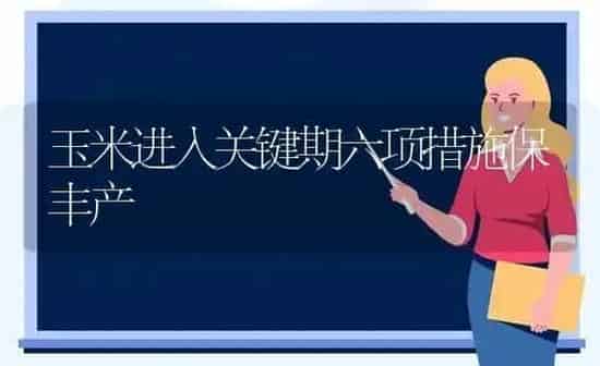 玉米进入关键期六项措施保丰产 | 粮油作物种植