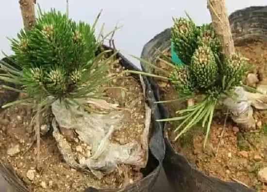 植物移栽|黑松什么时候移栽最好