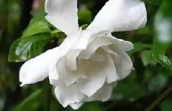 生长环境|栀子花适合什么环境生长