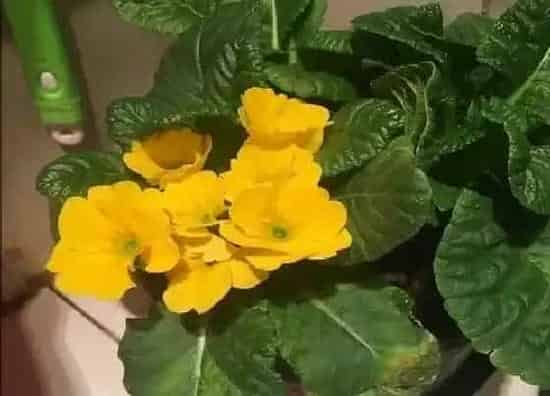 摆放常识|姜荷花适合在室内养吗