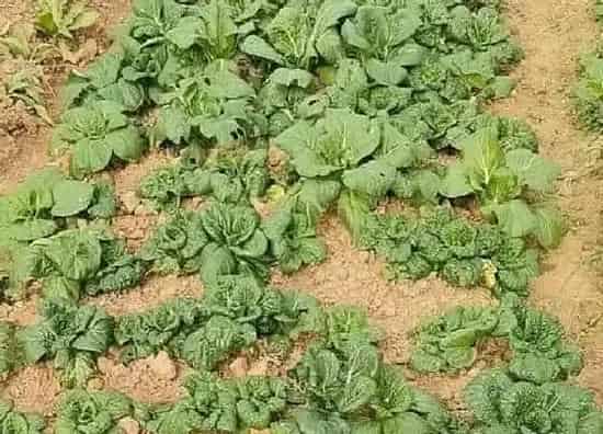 种植管理|黄心菜几月份种植最好 什么时候种最合适