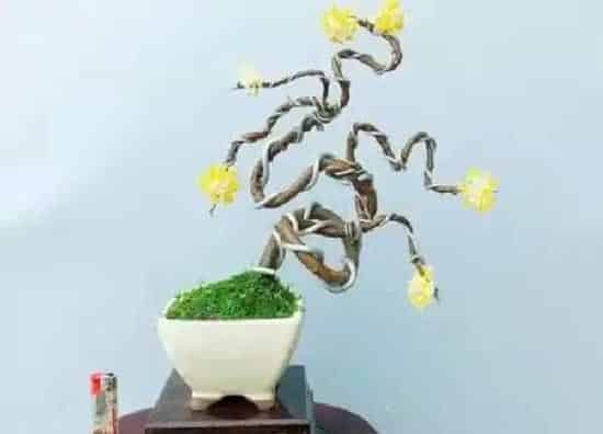 养殖方法|结香花怎么养殖方法