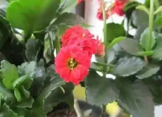 养殖方法|如意花的养殖方法和注意事项