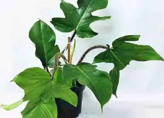 养殖方法|海芋的养殖方法和注意事项