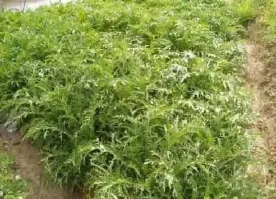 植物百科|头菜又叫什么名字