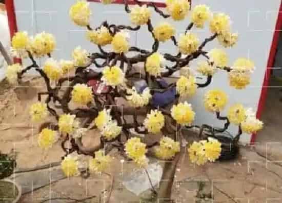 养殖方法|结香花怎么养殖方法