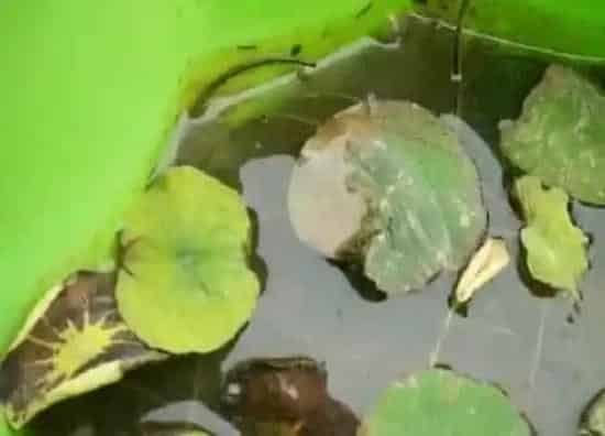 种植管理|碗莲几月份种植最好 种植季节是什么时候