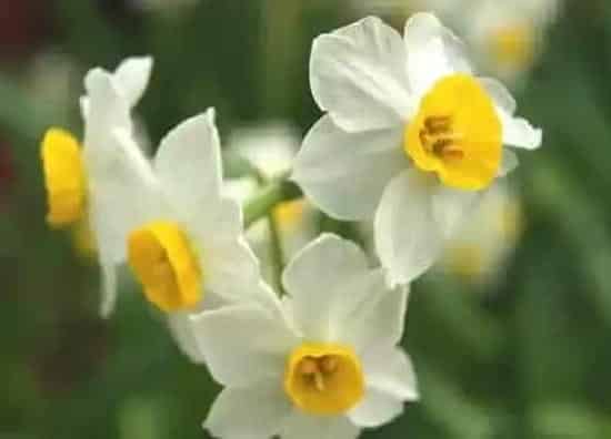 生长环境|水仙花生长在哪里 喜欢长在什么地方