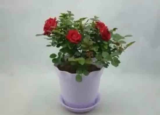 种植管理|月季几月份种植最好 适合什么时候种植