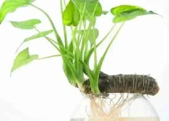 养殖方法|海芋的养殖方法和注意事项