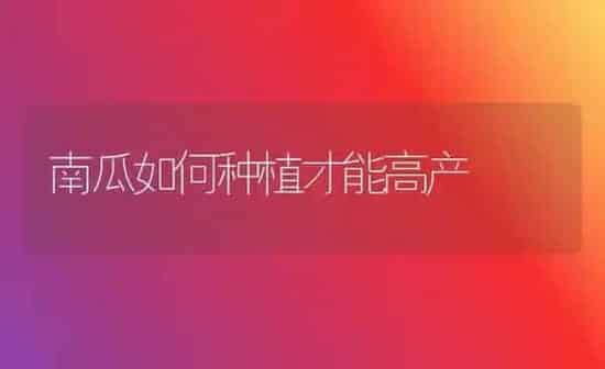 南瓜如何种植才能高产 | 植物种植百科