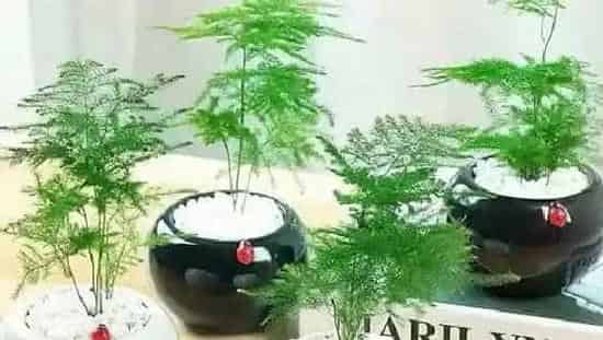 果实科普|文竹几月开花结果 什么时候开花结果