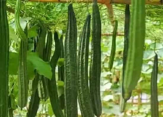 种植管理|丝瓜的生长周期是多长时间