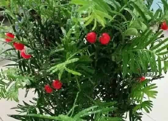 叶子干枯|红豆杉叶子干枯怎么办