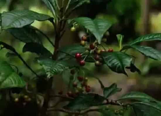 叶蔫|朱砂根叶子蔫了怎么办