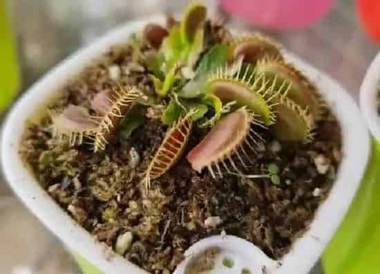 植物浇水|捕蝇草多长时间浇一次水 浇水频率与方法
