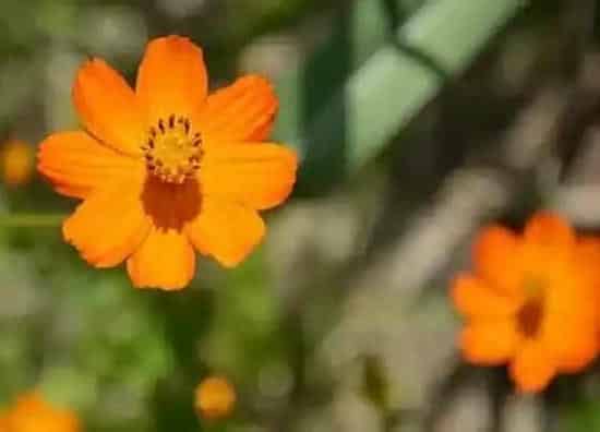 植物施肥|波斯菊喜肥吗 喜欢施什么肥料