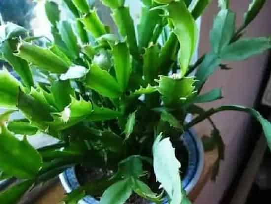 植物浇水|蟹爪兰多久浇一次水 浇水时间与频率